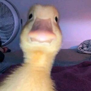 Meet your Posher, Melanie